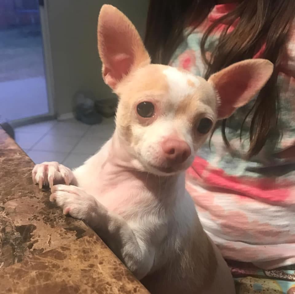 El Canelo goza del cariño de Andrea Rosas.