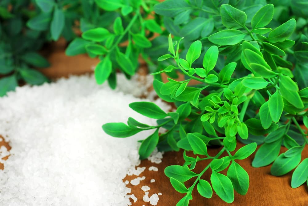 Enseguida, consigue un poco de esencia o aceite de ruda. Si no tienes, sácale un poco de zumo a la planta, que como recordarás, es una gran aliada de protección.