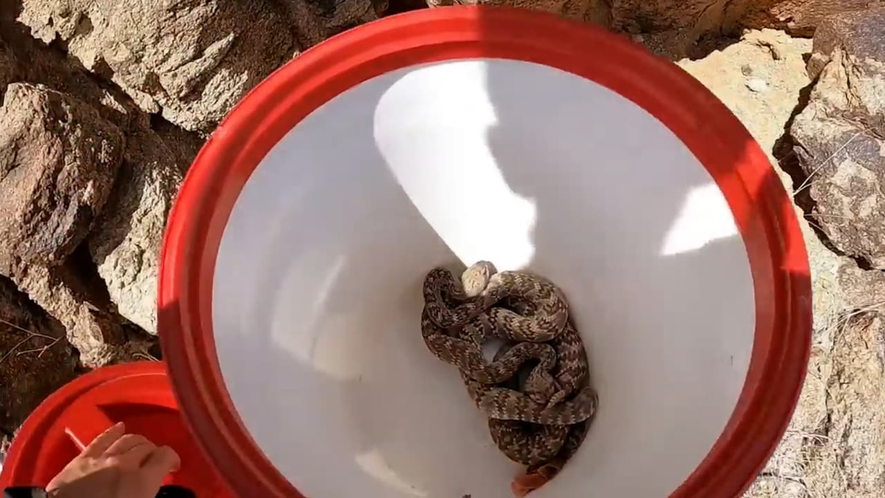 Uno de los sitios que eligen estos animalitos para esconderse, y darnos un buen susto, son 
<a href="https://www.univision.com/local/arizona-ktvw/serpientes-en-los-arbustos-los-patios-en-arizona-pueden-esconder-visitantes-venenosos-video">los arbustos</a>. Así que pon mucha atención en los que tengas en casa, o ten mucho cuidado con los que veas en el parque o en otro lugar.