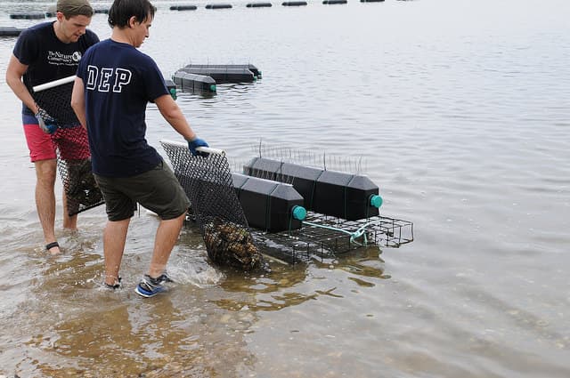 Las ostras están en unas jaulas y en esta fase buscan que estas se aclimaten al agua para que puedan desarrollarse.