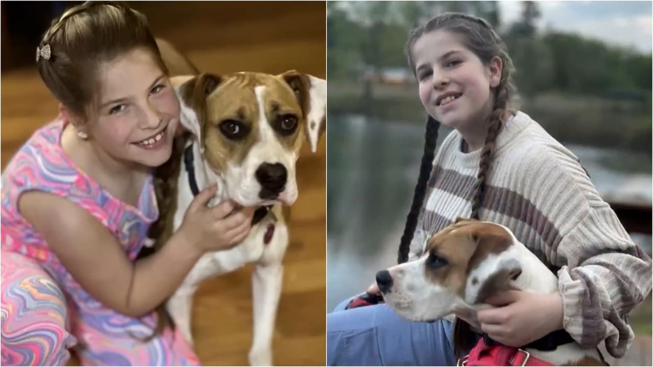 Mueren 21 perros en una guardería de Nueva York