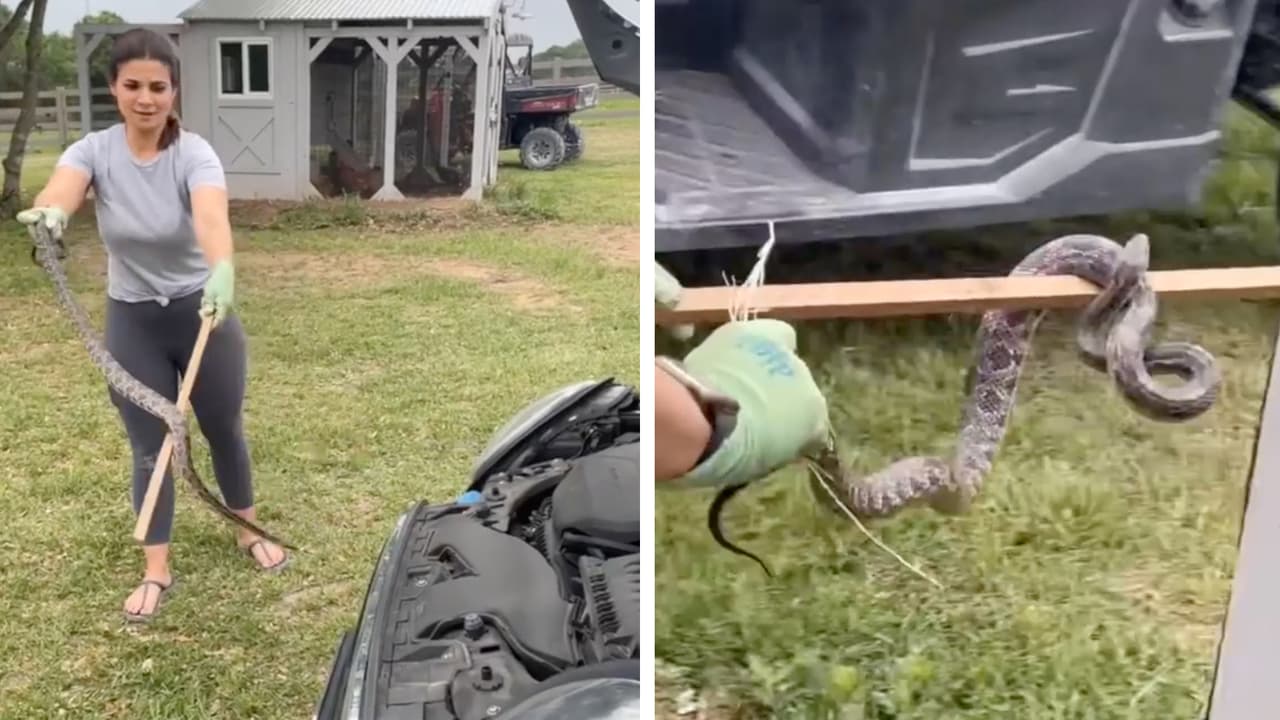 Con toda la calma del caso, esta texana se hizo cargo de una serpiente que irrumpió en un gallinero