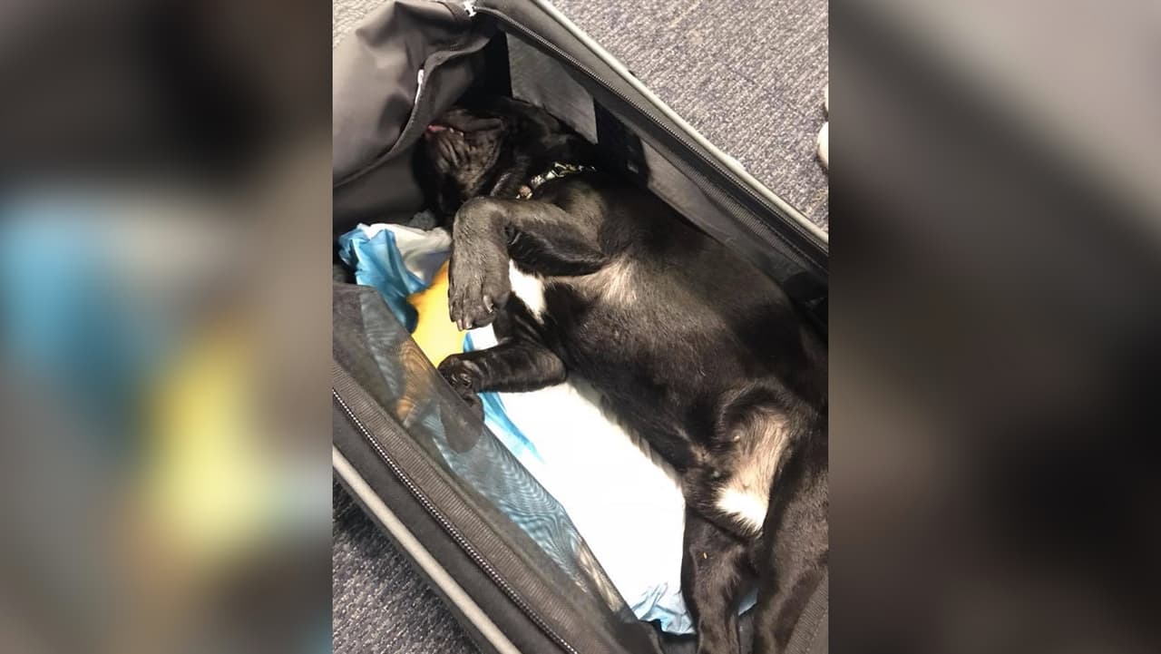 Muere un perro en un vuelo de United Airlines de Houston a Nueva York tras ser metido en el portaequipajes