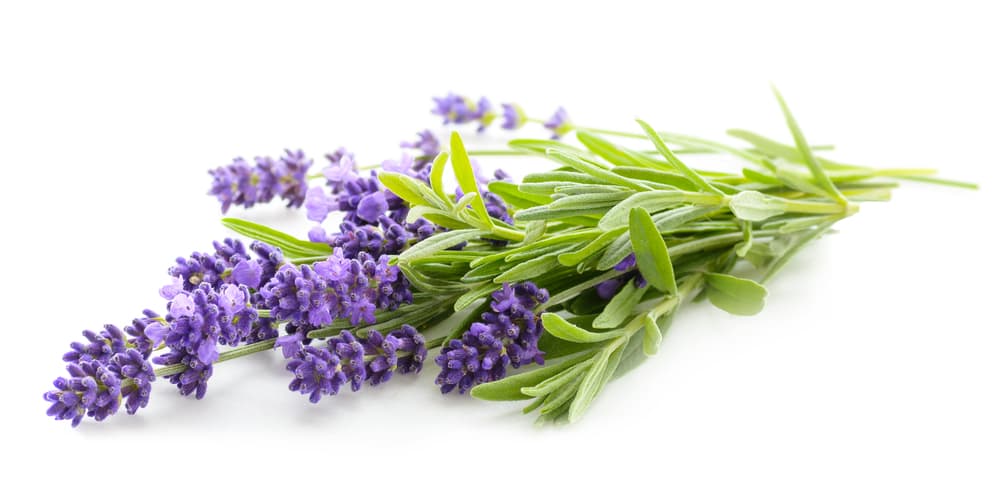 El nombre Lavanda proviene del latín Lavare (Lavar), y es por eso que su uso dentro del baño fue y puede ser muy extendido actualmente. Tiene propiedades relajantes, antisépticas y ayuda a cicatrizar pequeñas heridas como cortes, rasguños o pequeñas picaduras de insectos.