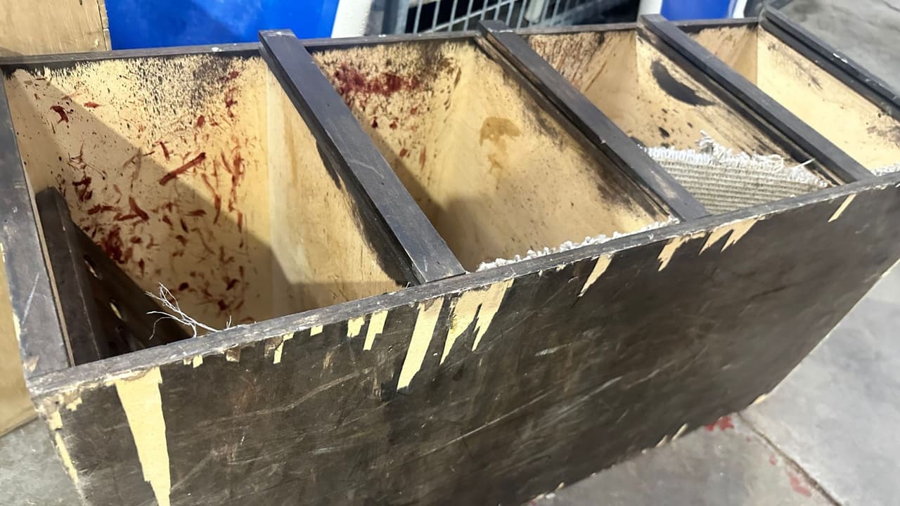 También había
<b>algunas cajas y corrales salpicados de sangre</b> y llenos de plumas. Lamentablemente, varios de los gallos estaban gravemente heridos y
<b>seis tuvieron que ser sometidos a eutanasia por las heridas traumáticas</b> a causa de las peleas.