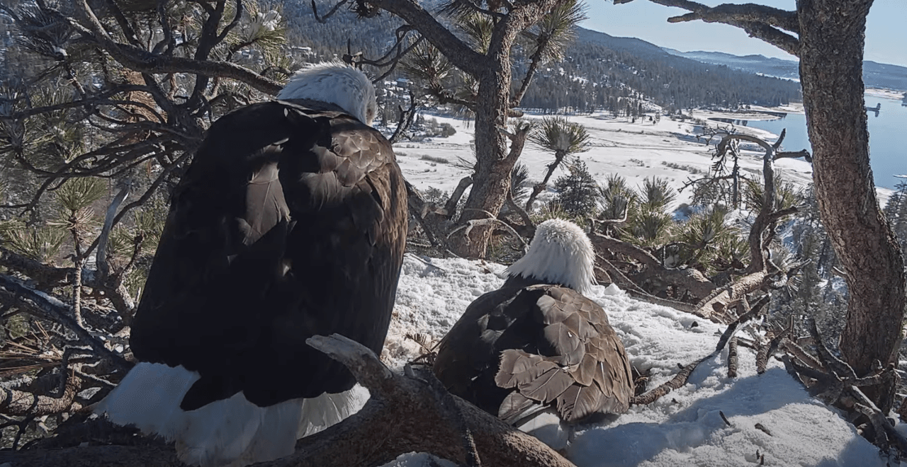 Jackie y Shadow han estado en este nido desde que cumplieron 5 años, así que sabemos su edad.