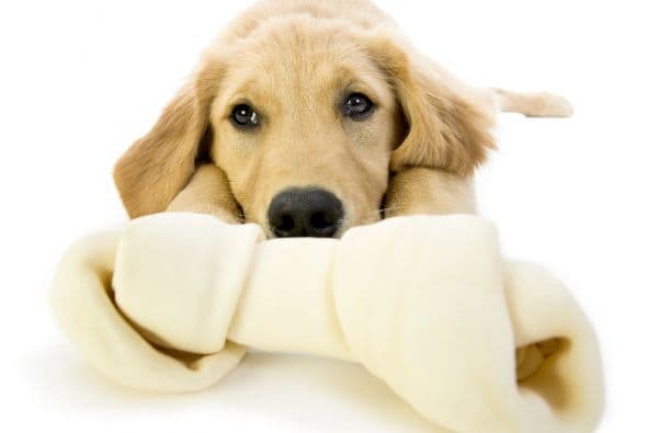 Gentil e inteligente, figura también entre los perros de servicio preferidos.