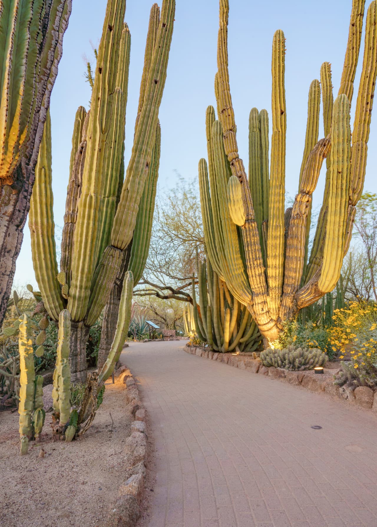 El primero de ellos es “
<b>Salvar los saguaros urbanos de Arizona</b> y otras plantas en peligro de extinción”.