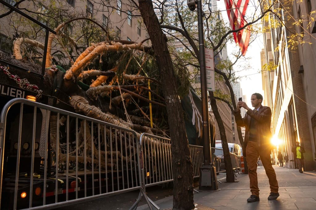 Este abeto iluminó la Navidad en West Stockbridge, un pueblo del condado Berkshire, con poco más de 1,300 residentes, en Massachusetts. El recorrido de la propiedad de la familia Albert a Nueva York fue de 140 millas (225 kilómetros).