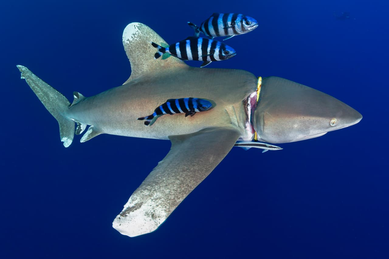 <b>El regulador de un equipo de buceo perdido en el mar corta el cuello de un tiburón punta blanca.</b> La foto fue tomada en el Mar Rojo, Egipto y obtuvo el tercer lugar en la categoría ‘fotógrafo de conservación de los océanos del año 2020’.