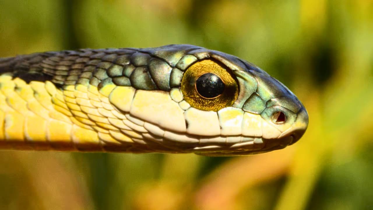 <h3 class="cms-H3-H3">Por qué aparecen más en primavera</h3> El cambio es biológico: 
<b>con el calor, las serpientes activan su metabolismo.</b> 
<br>Necesitan 
<b>alimentarse, reproducirse y regular su temperatura</b> con el Sol. 
<br>Esa búsqueda
<b> las acerca a zonas urbanas y suburbanas</b>. 
<br>No porque “invadan”, sino porque encuentran condiciones favorables: 
<b>roedores, humedad, sombra y escondites.</b>
<br>Un patio con césped alto, madera acumulada o drenajes cercanos puede convertirse en 
<b>un punto atractivo sin que el dueño lo note.</b>