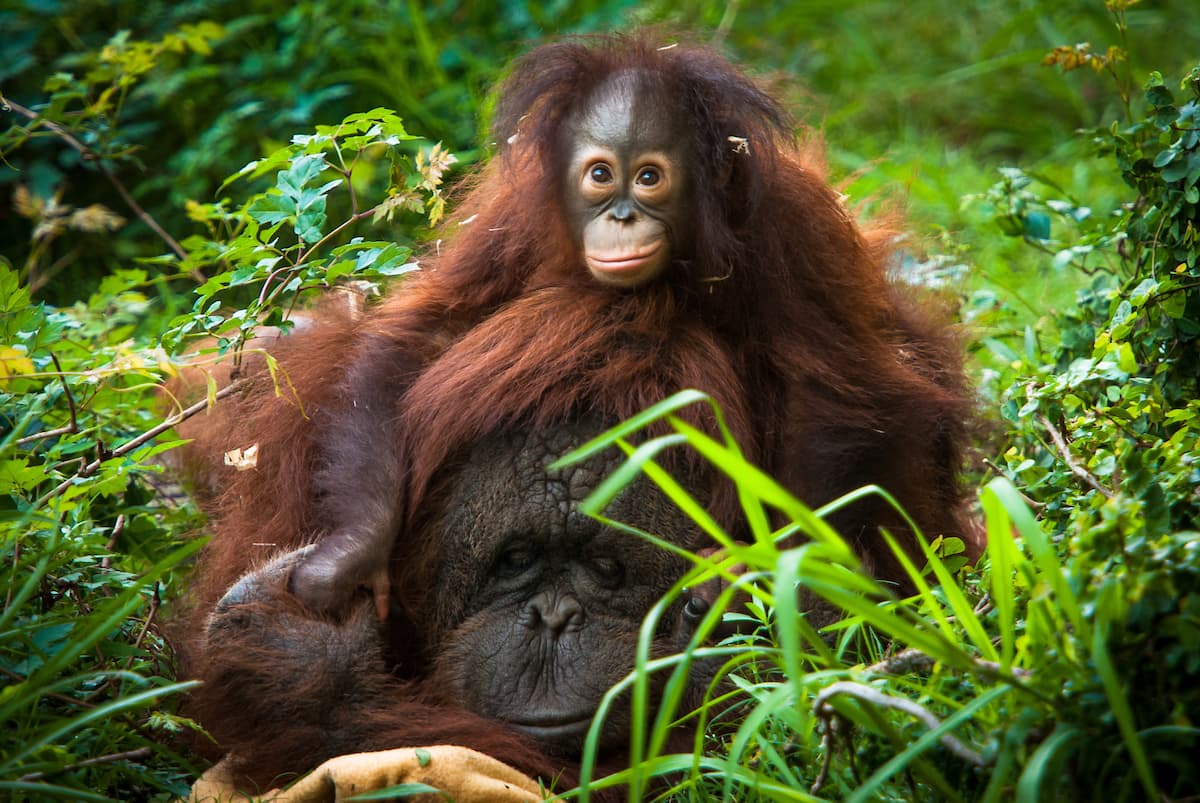 Cheyenne fue una madre adoptiva increíble para varios orangutanes jóvenes, incluida la propia Aurora, y
<b> sus instintos maternales la convirtieron en una parte importante del programa del Plan de Supervivencia de Especies® (SSP). </b>
<br>