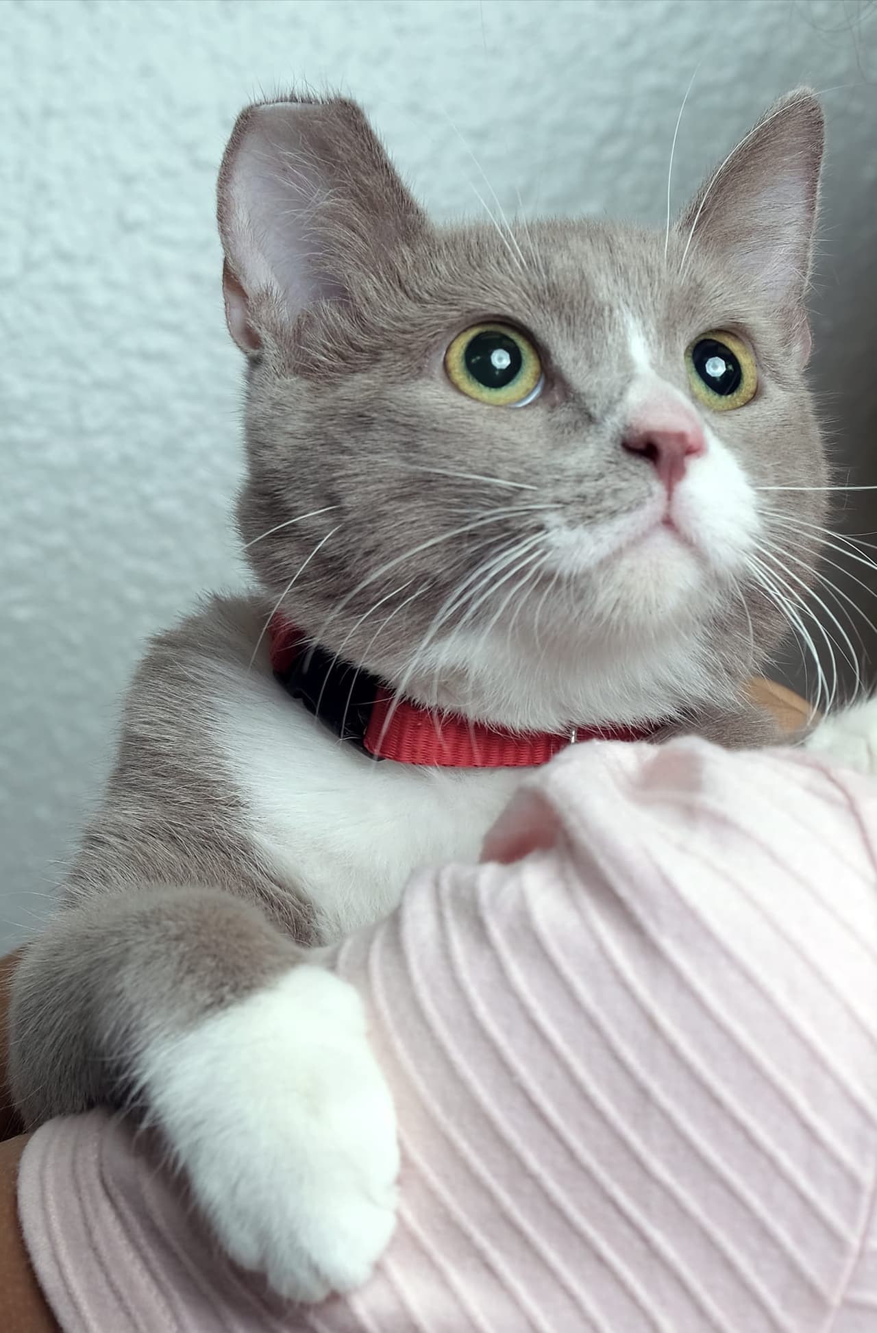 "Primer gatito que rescatamos color Toupee!! Lucca, esa mirada inocente, es realmente dinamita" - Jesse Hudson