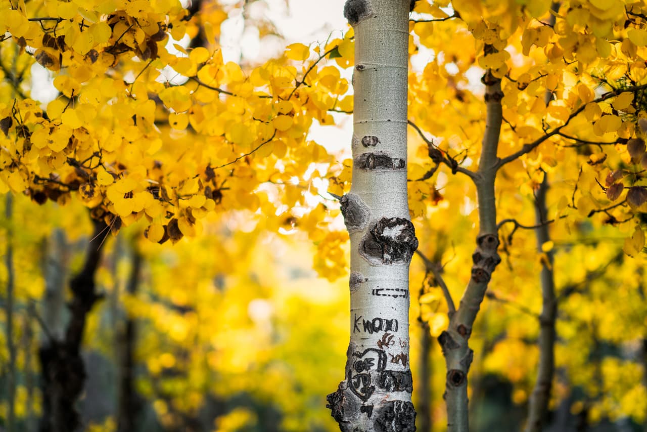 El otoño llega al follaje del Lago Tahoe y la Sierra Oriental.