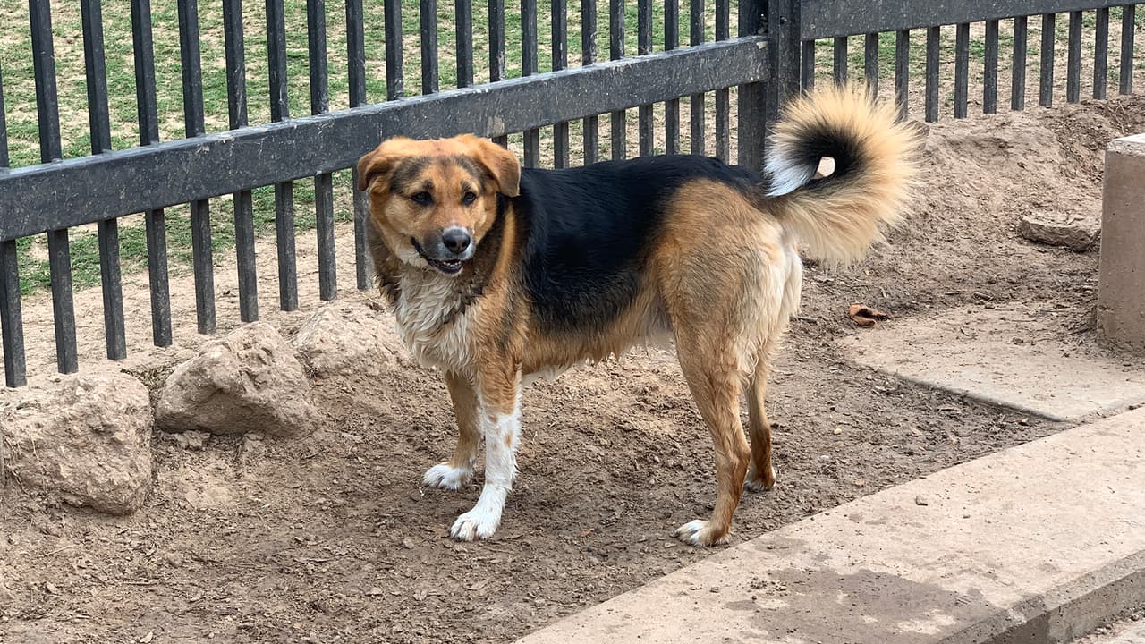Si busca algo que hacer en estos días de crisis por el coronavirus, el llevar a su perro a un parque es una buena opción solo recuerde seguir las reglas que marca su localidad.