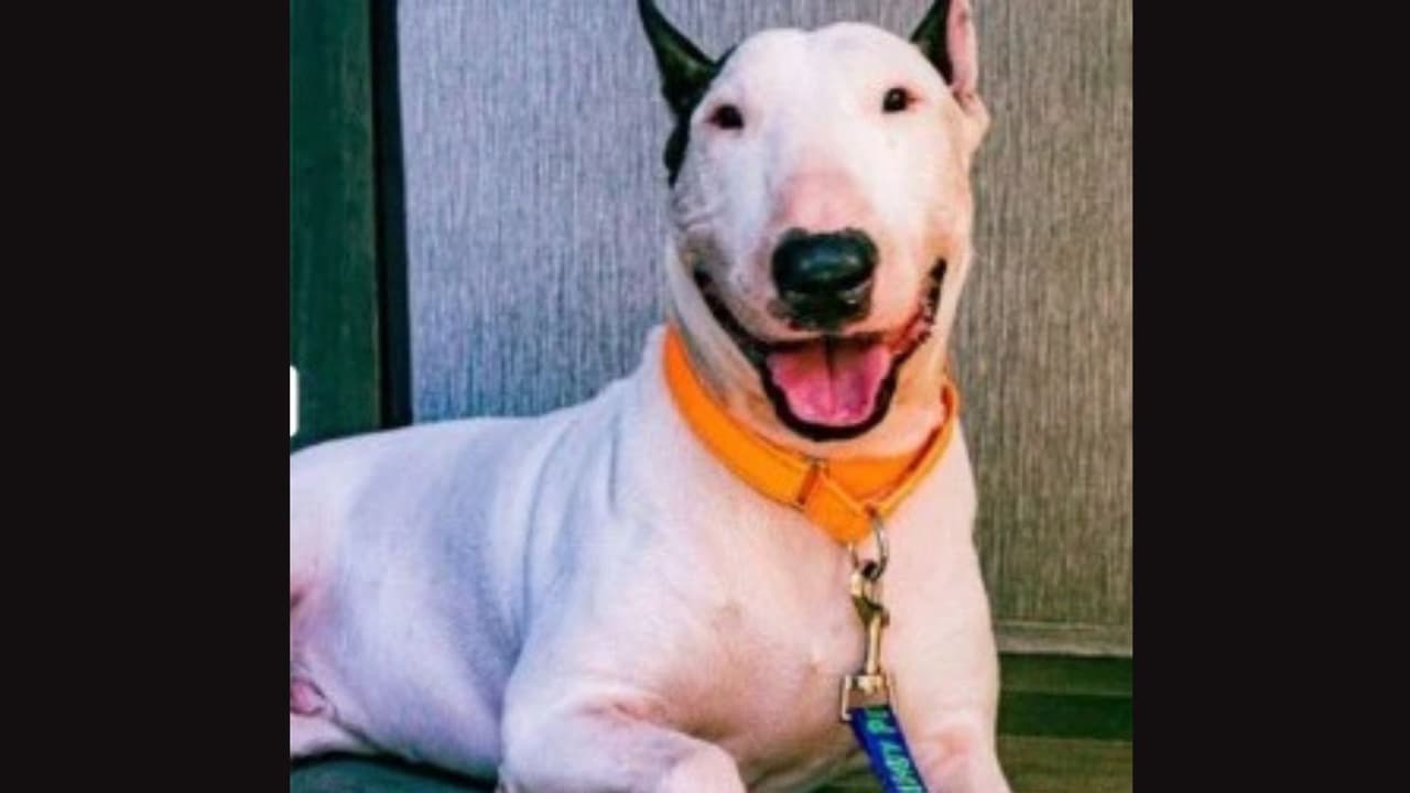 Lo arrestaron por abandonar a su perro atado a un poste durante el huracán Milton