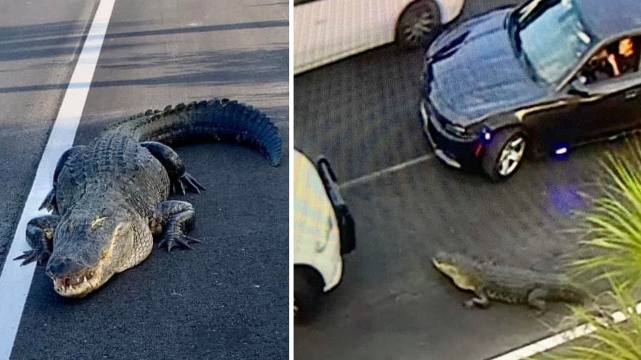 Enorme caimán detiene el tráfico en la autopista 417 en el condado Seminole