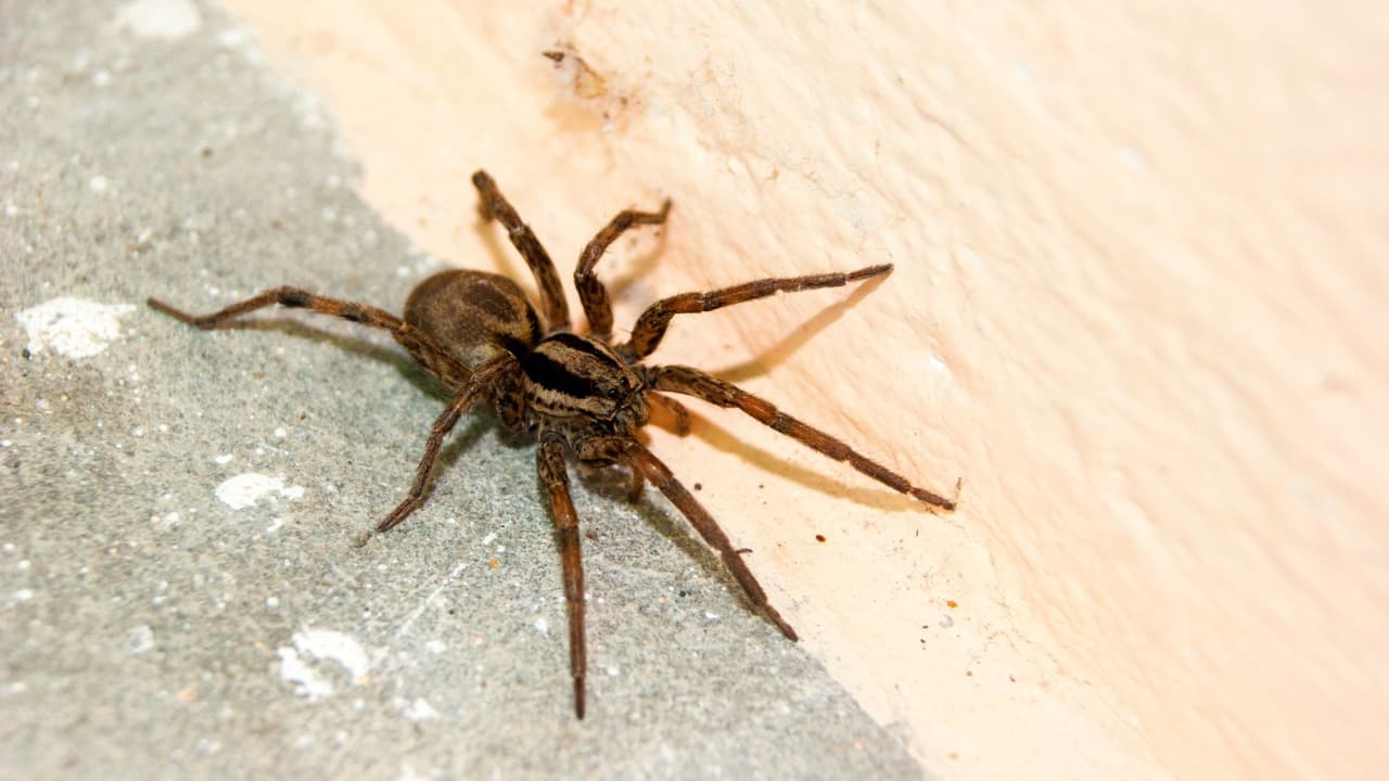 <h3 class="cms-H3-H3">Qué hay detrás 🕷️ </h3>
<br>Los expertos explican que
<b> los machos de la tarántula café de Texas suelen salir a recorrer largas distancias a finales del verano</b>. Por eso de pronto se les ve cruzando calles enteras o apareciendo en cocheras. No buscan meterse en las casas: 
<b>solo están en tránsito. </b>
<br>Lo mismo pasa con otras arañas. Cuando baja la temperatura en las noches, los insectos entran atraídos por la luz de los hogares. 
<b>Detrás de ellos llegan sus depredadores naturales: las arañas.</b>