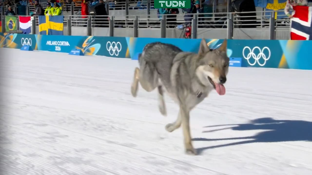 ¿Perro o lobo? La 'mascota' que irrumpe en plena competencia olímpica