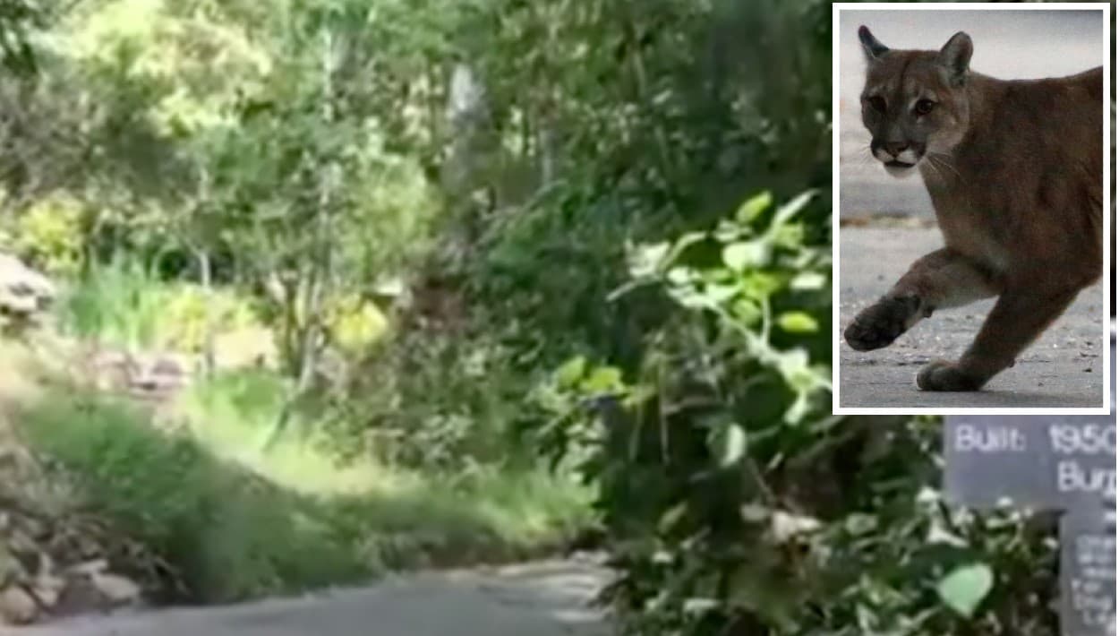 Puma 'junior' intenta comerse al perro de un hombre en Solstice Canyon en Santa Mónica