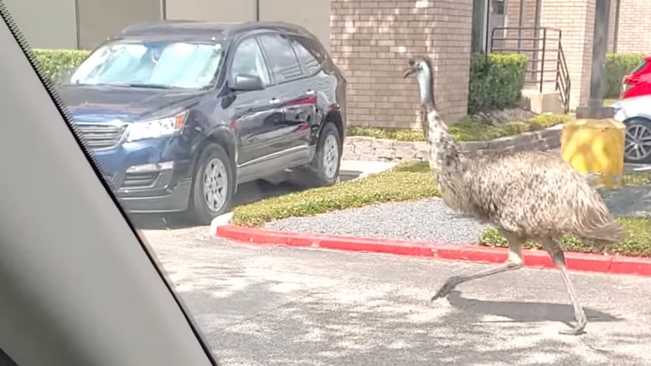 La policía había recibido el reporte del ave suelta en el área e intentaban regresarla a su dueño, señala KTRK.