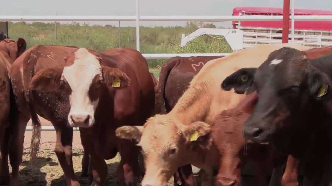 Arizona reabre frontera al ganado de Sonora tras más de 15 meses de cierre