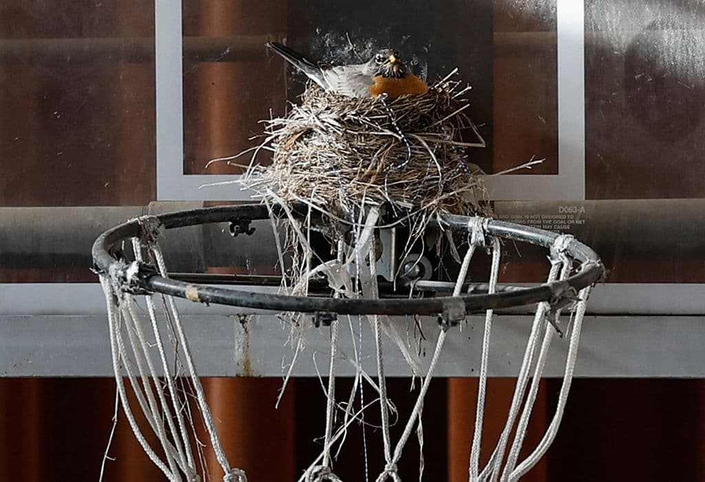 Hasta la clausurada Iglesia Católica de Santa María de la Asunción, donde el Papa León XIV solía asistir mientras crecía, en Dolton, Illinois, es visitada. En la zona donde estaba el gimnasio, sorprendía este pájaro en un nido.