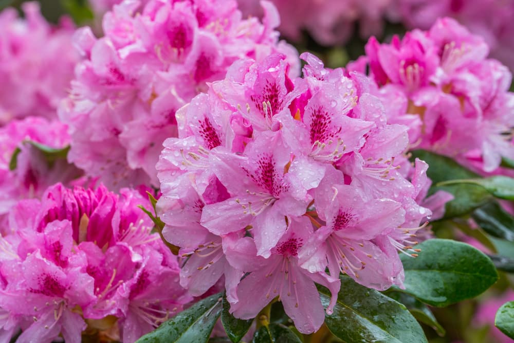 <b>Escorpión</b>
<br>
<u>Rododendro, peonías rojas, clavel flor</u>
<br>Típico del sensual y profundo signo escorpiónido es el rododendro, un arbusto de hojas fuertes y persistentes con flores sonrosadas o de color púrpura, que crece en las altas montaña y suele emplearse como planta ornamental, de toque misterioso y enigmático como el intuitivo Escorpión.