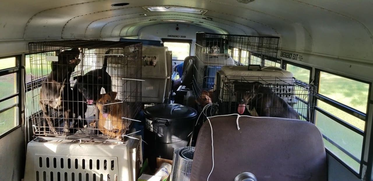Como un 'Arca de Noé': el hombre que ha rescatado en su bus a más de 60 animales atrapados por Florence