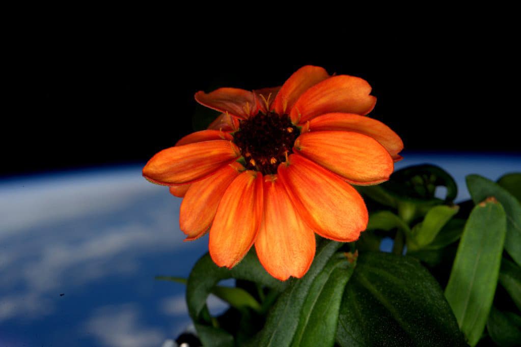 La NASA presenta fotos de la primera flor nacida en la Estación Espacial Internacional