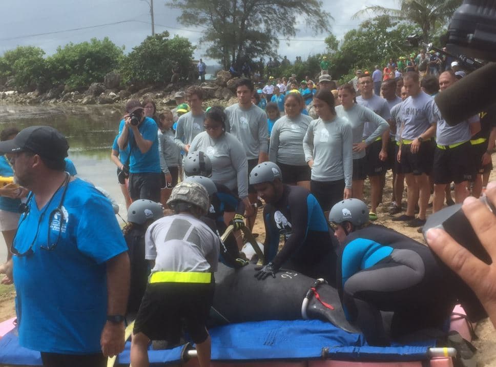 Yuisa y Aramaná, los dos manatíes rescatados, están de vuelta al mar