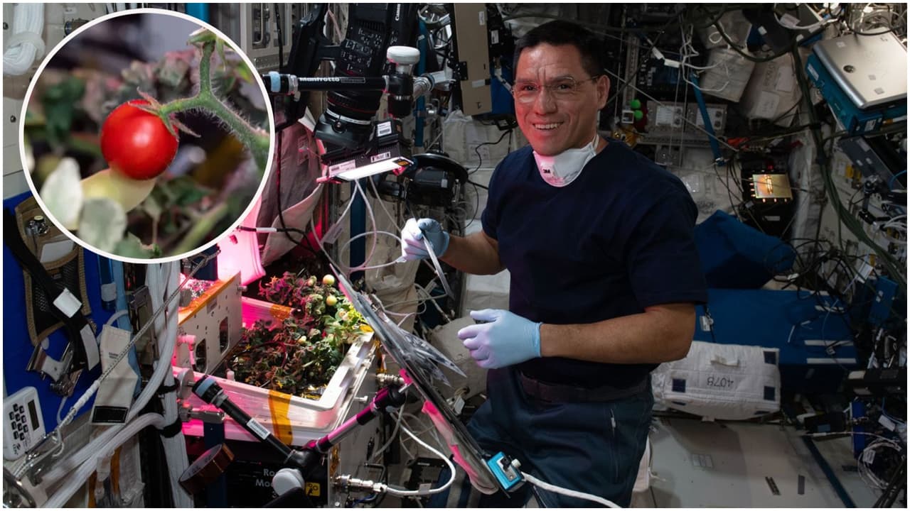 Hallan el primer tomate cultivado en el espacio por el astronauta hispano Frank Rubio, llevaba 8 meses perdido
