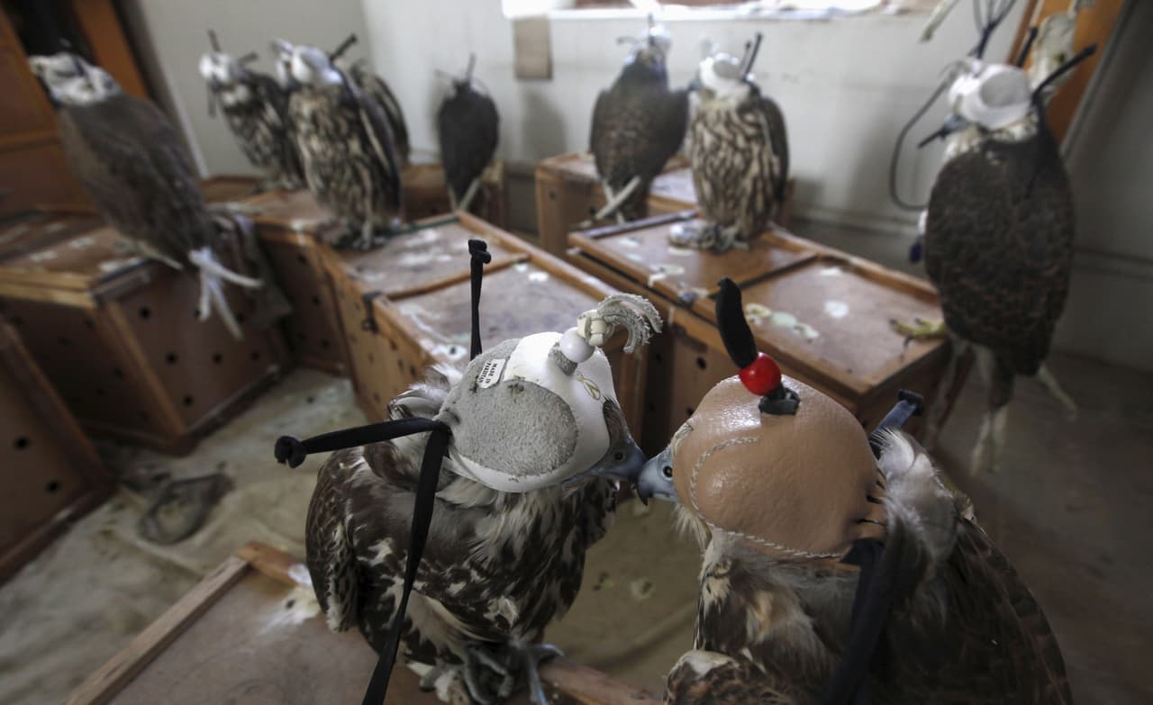Un grupo de halcones en las oficinas de la policía de vida silvestre de Sindh, en Pakistán. Unas 21 de estas aves fueron halladas al inspeccionar un vehículo en un paraje de ruta.