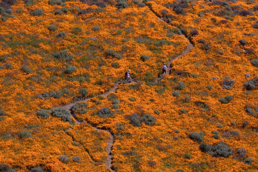 "Mucha gente está impresionada (de ver) que tanta belleza pueda brotar de la arena", dijo a EFE Sally Theriault, gerente del centro de visitantes de este parque estatal, quien destacó que los visitantes quedan impactados con "la magia de todos estos colores saliendo del desierto" y el contraste que produce con la aridez.
