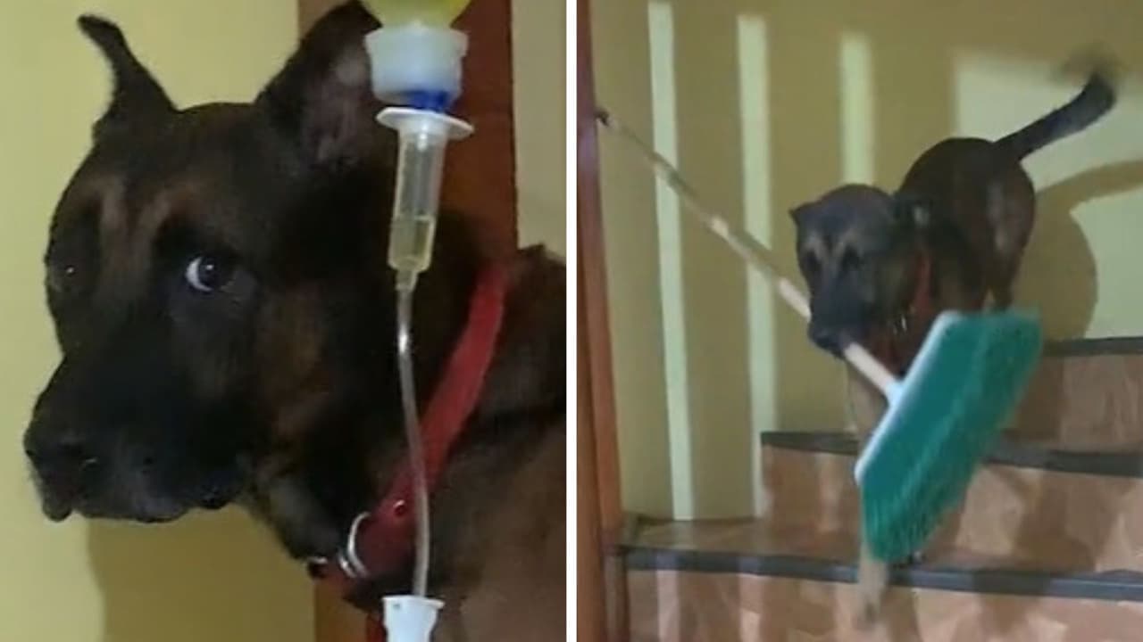 Perrito sorprende por ayudar con limpieza del hogar: su dueña comparte tips de entrenamiento