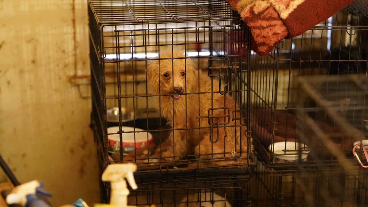 Los reportes se pueden hacer llamando al 832-927-9297.