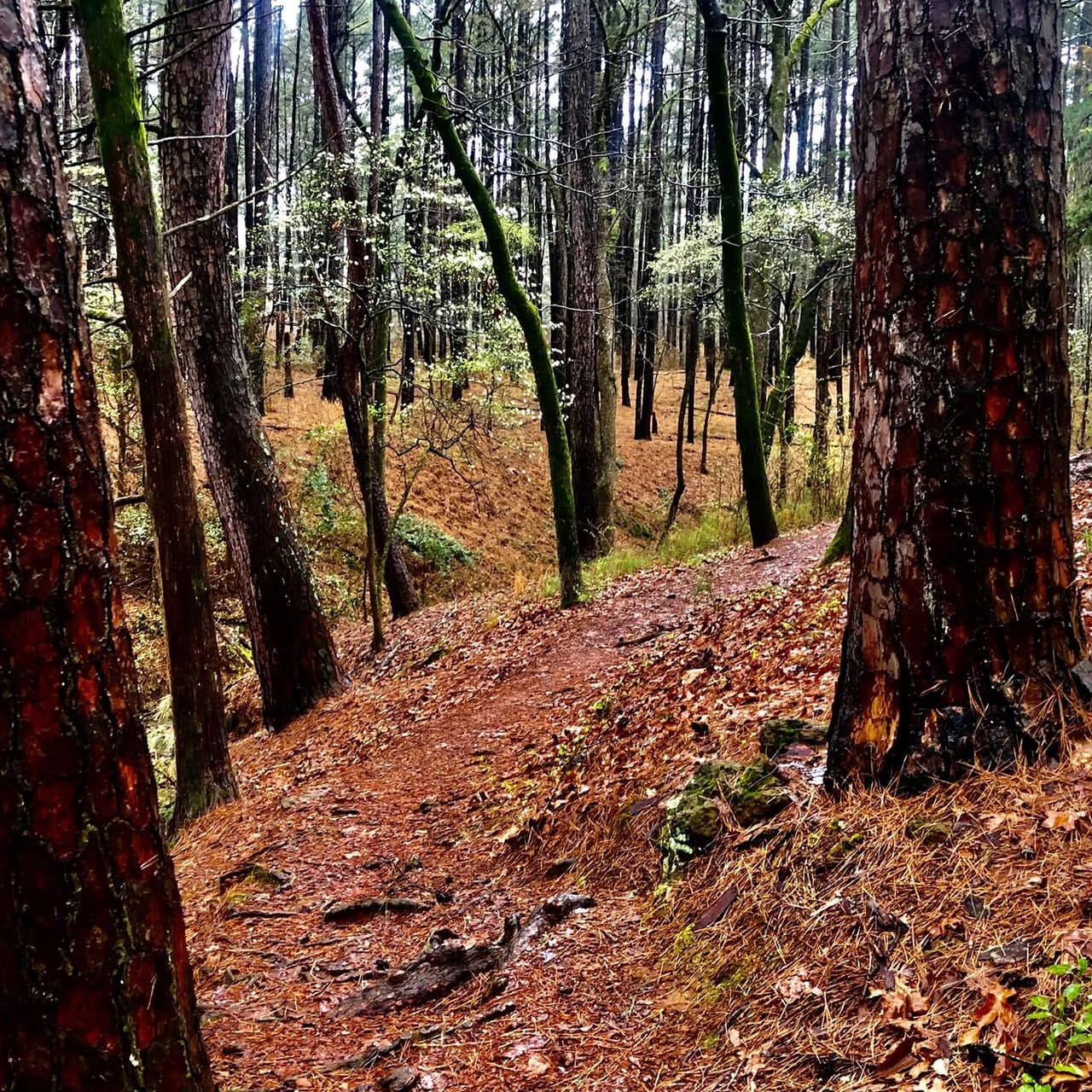 Piney Woods es una región forestal que se extiende por partes de Texas, Arkansas y Louisiana. 
<br>
