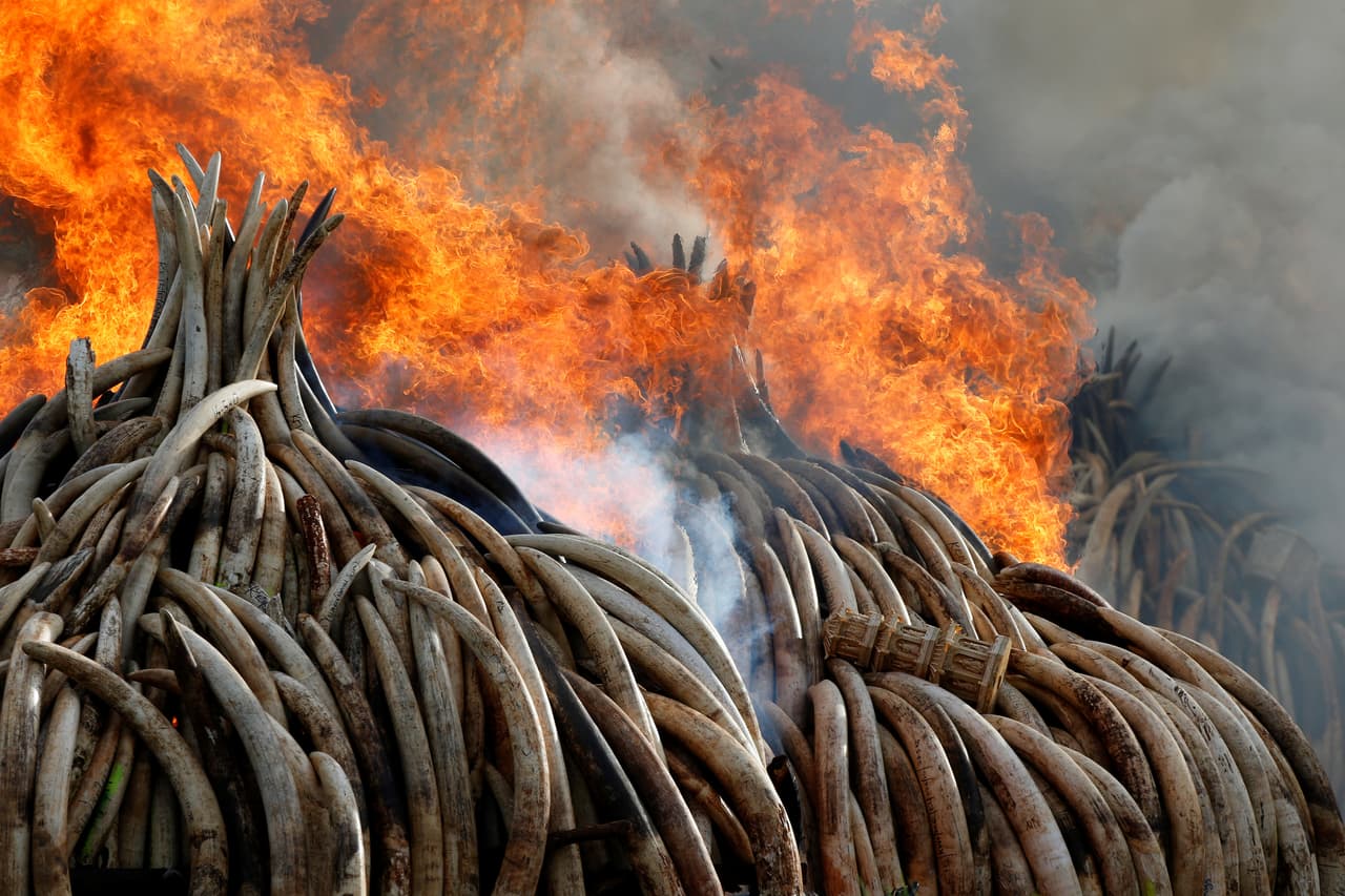 Un incendio consume las cerca de 105 toneladas de marfil y cuernos de rinoceronte que fueron confiscadas a contrabandistas. El fuego ardió en el Parque Nacional de Nairobi el sábado 30 de abril de 2016. Foto de Siegfried Modola para Reuters.