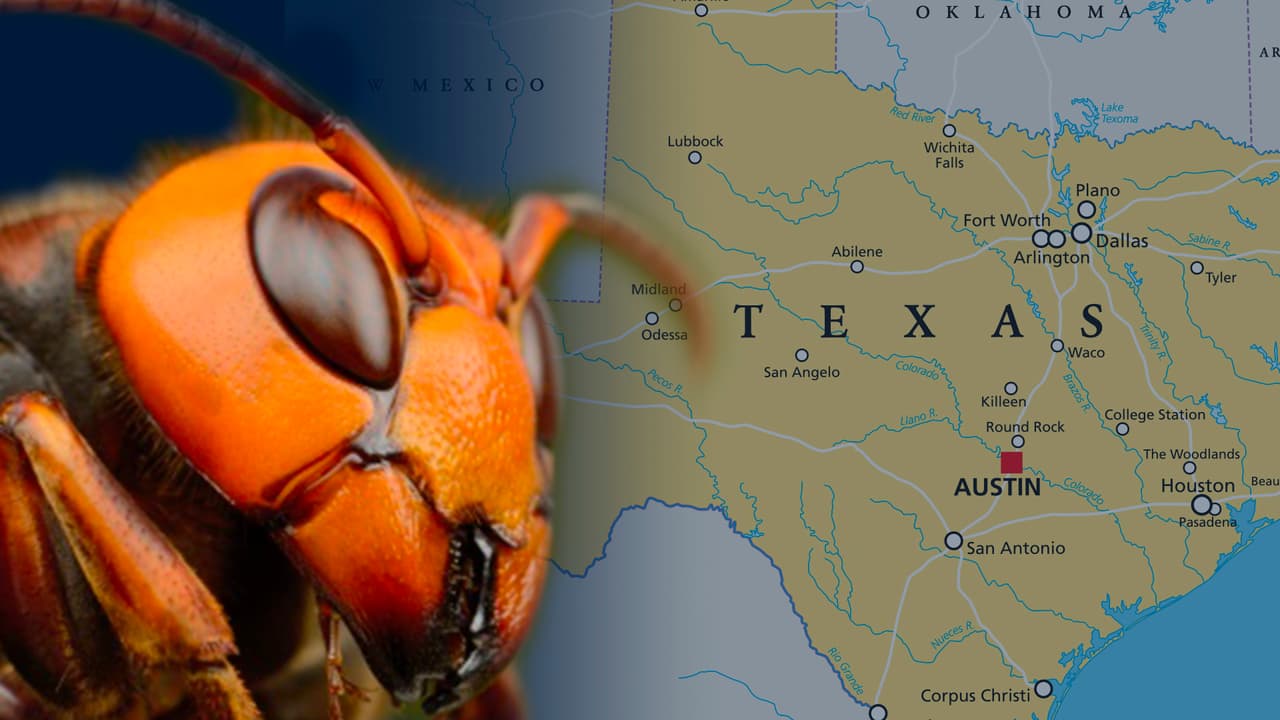 'Avispones gigantes' en Texas: un experto explica si son reales los avistamientos 
