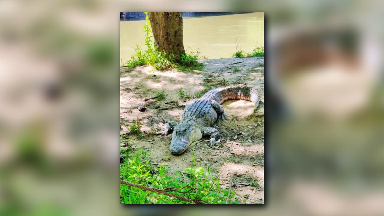 Un caimán bloqueó temporalmente el paso por Joe Tamplin Industrial Boulevard, en Macon, Georgia agentes de la oficina de Control de Animales del condado de Bibb, lograron sacar al reptil de la vía y fue trasladado a su hábitat natural en Bond Swamp National Wildlife Refuge en Macon.