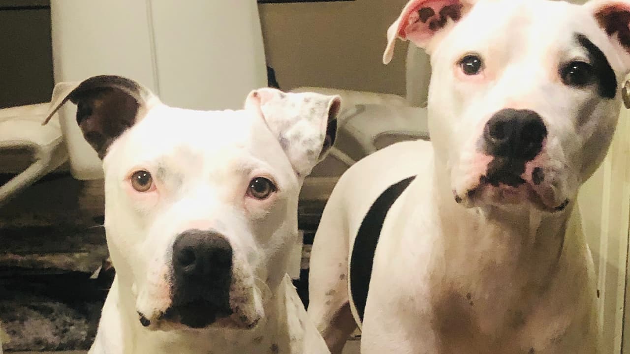 La medida fue aprobada en enero de 2022 de forma unánime por el Ayuntamiento de Houston.