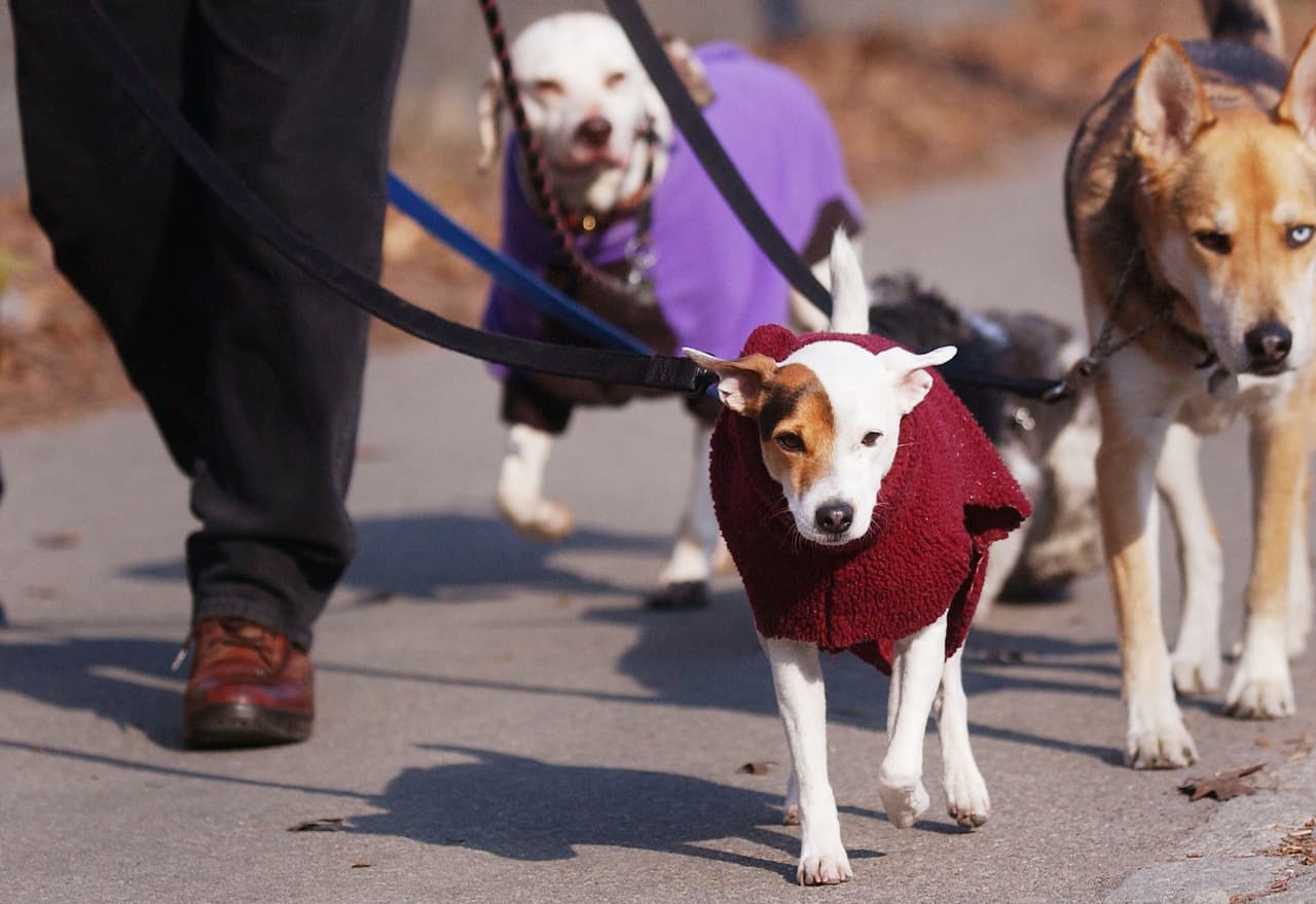 <b>Protege a tus mascotas</b>
<br>Es ilegal dejar una mascota sin refugio cálido en Texas, incluso dueños que lo hagan podrían enfrentar cargos. Debes asegurarte de que tengan un lugar cálido y seguro para dormir. El mejor lugar para una mascota es un ambiente cálido y seco.
<br>