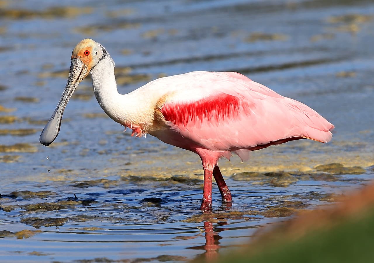 A finales del siglo XIX, la alta demanda de plumas para la confección de sombreros para damas llevó a numerosas especies de aves al borde de la extinción. Se calcula que se mataban unas 5 millones de aves por año. Muchas de las plumas utilizadas para estos ornamentos venían de los Everglades, en Florida. Esto resultó en la pérdida del 95% de las aves de este extenso pantano.