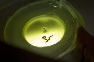 Confirman en México el primer caso de chikungunya