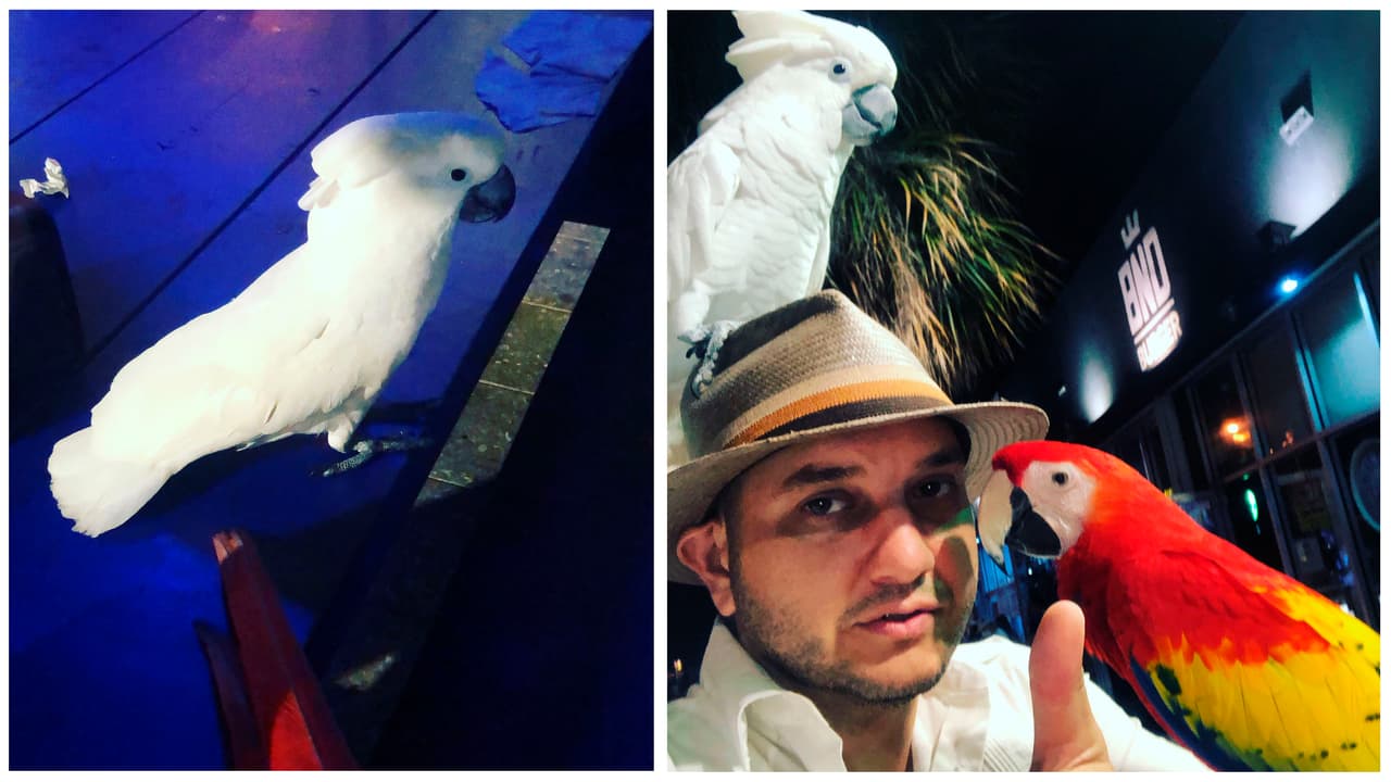 Hombre pide ayuda para encontrar a Bobby, su cacatúa que lo ha acompañado por 12 años