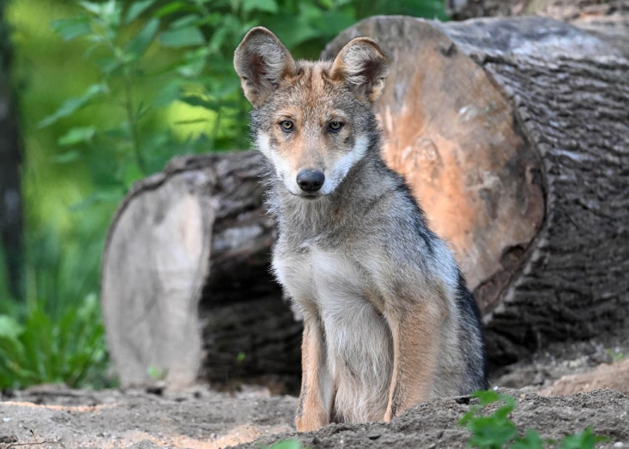 Ahote, un lobo mexicano que nació el 27 de abril.