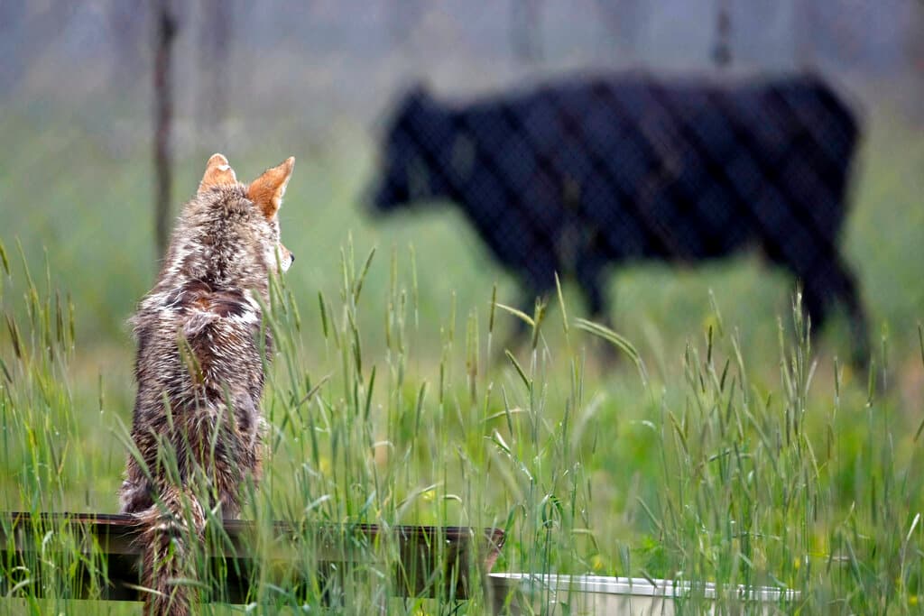 Los coyotes encuentran comida y agua de diversos modos. Su dieta consiste principalmente de
<b>roedores, mamíferos pequeños e insectos, pero también pueden consumir animales muertos, frutas y desperdicios.</b> Cuando cazan en manada, pueden buscar presas más grandes, como ciervos. “Los coyotes son oportunistas y también pueden perseguir gatos, perros pequeños, aves, ovejas” u otros animales, según el LAAS.