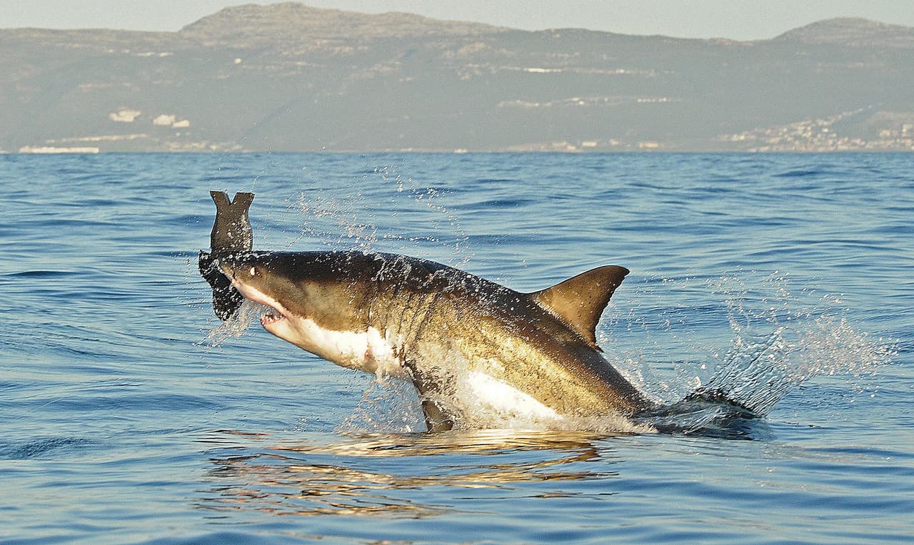 Tiburones en busca de comida sacan a los bañistas de las playas en Coney Island, Brooklyn