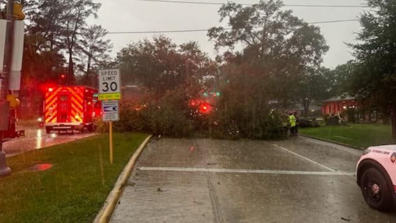 Muere una persona luego de la caída de un árbol sobre un auto en el condado de Harris 