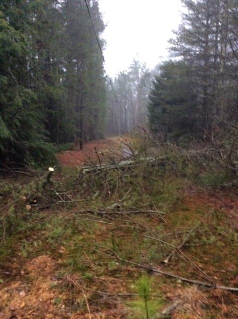 Las ramas también cayeron en otras zonas de la ciudad.